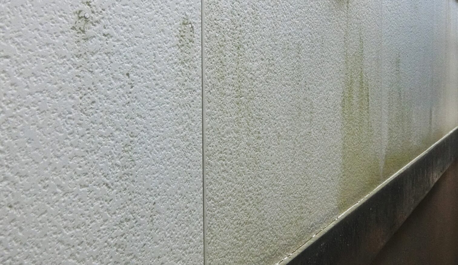 外壁塗装　静岡市　苔　カビ